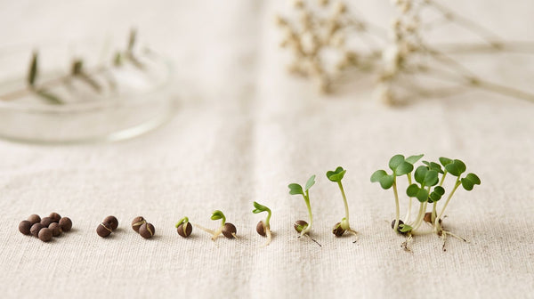 Broccoli seeds sprouting
